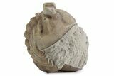 Bargain, Enrolled Asaphus Trilobite - Russia #363244-1